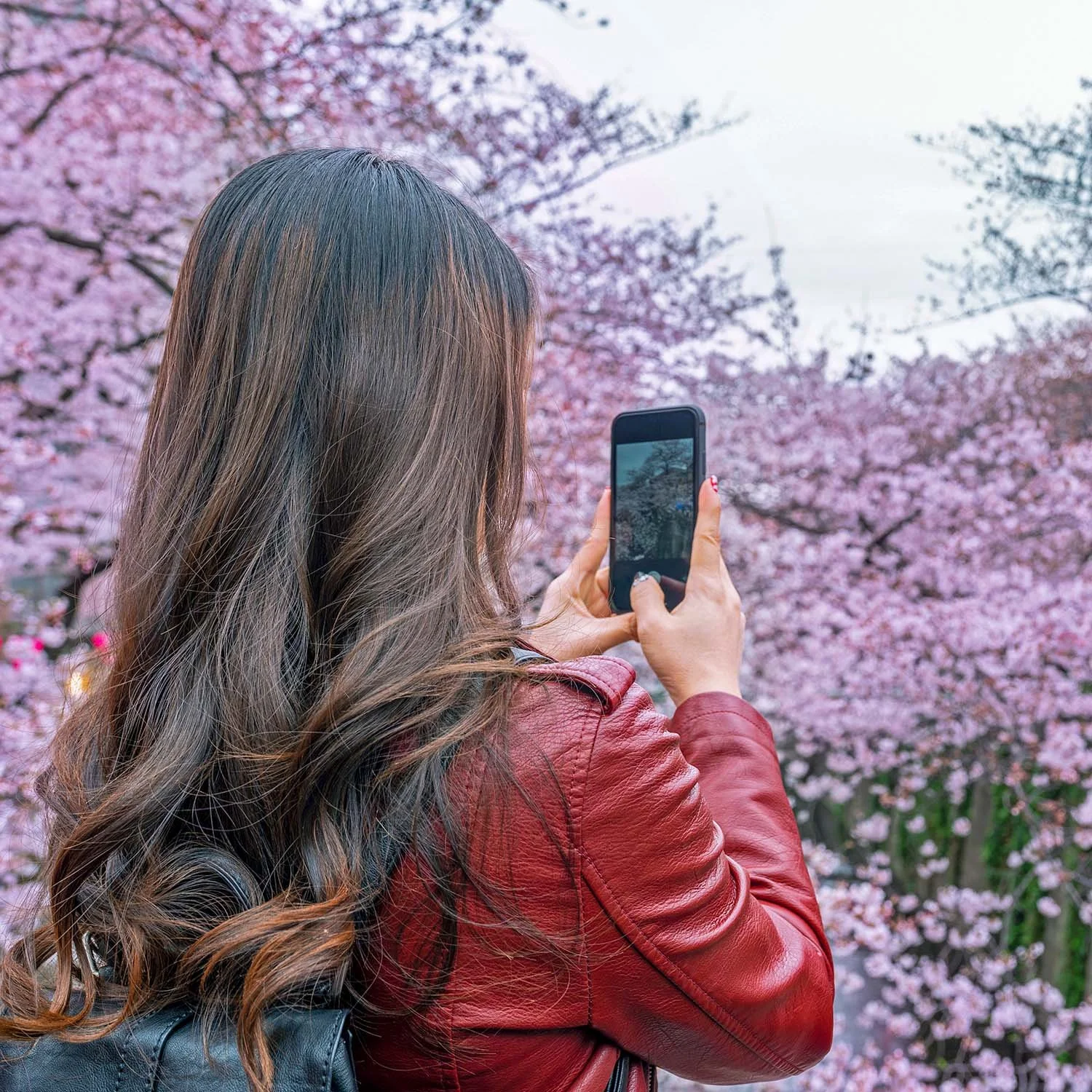 The Great Asian Cherry Blossom Chase 	