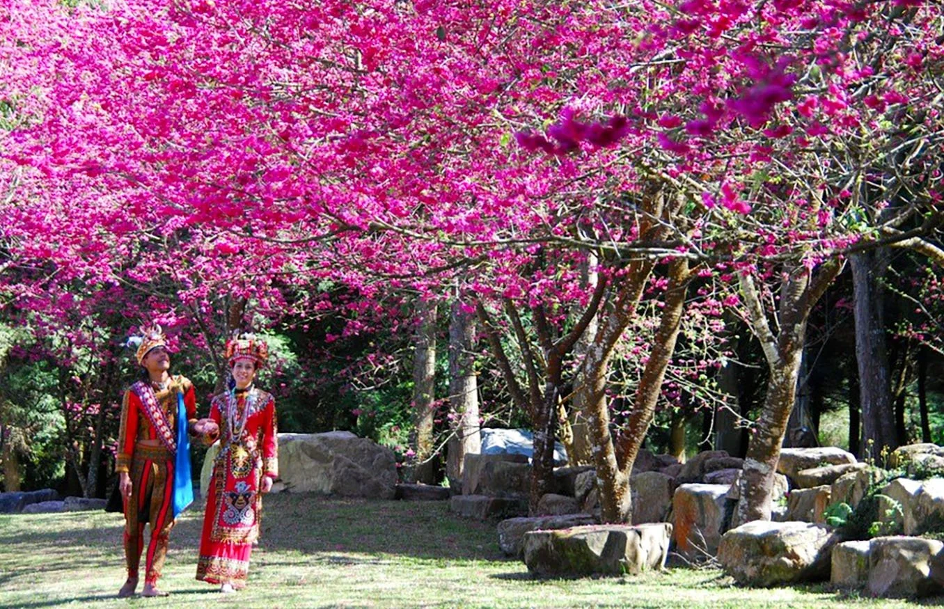 Tourists in national dress stand under a tree with dark pink cherry blossoms at the Sun Moon Lake Scenic Area in Taiwan in February.