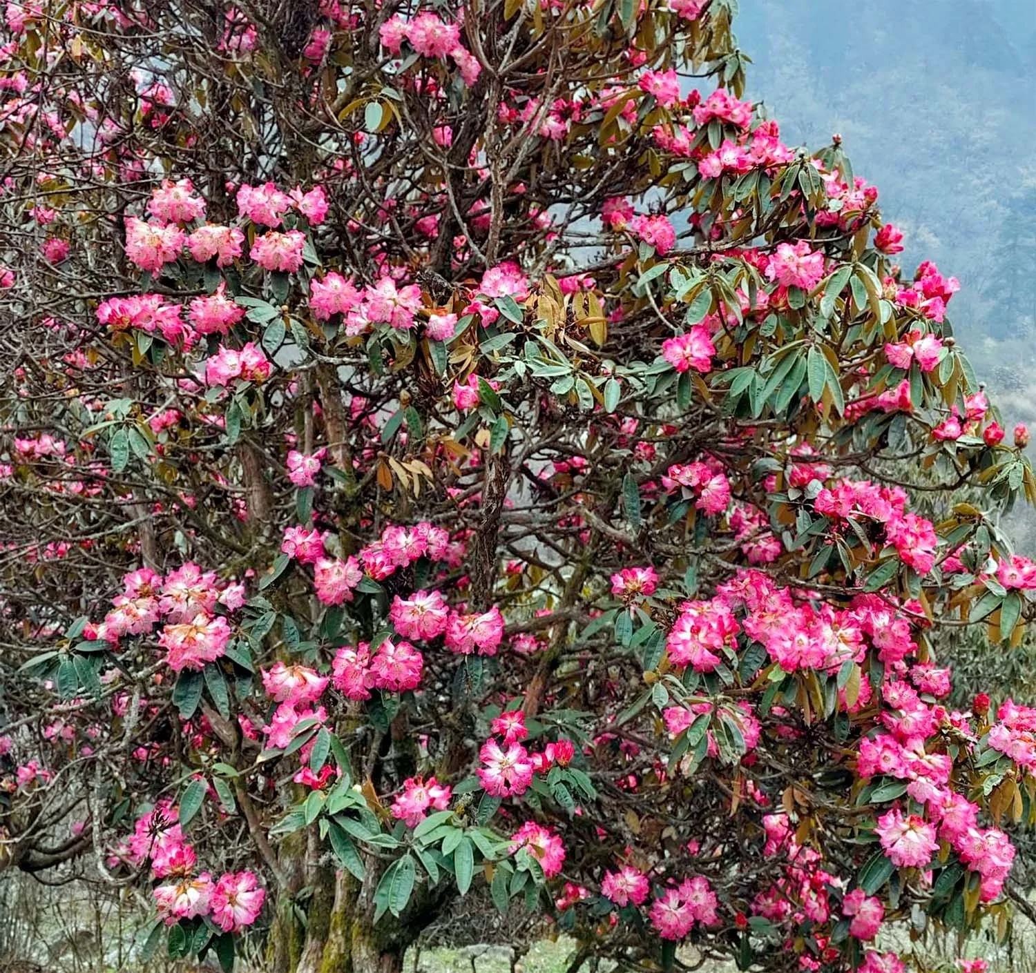 Pink rhododendron flowers blooming along a Himalayan trail in Nepal.