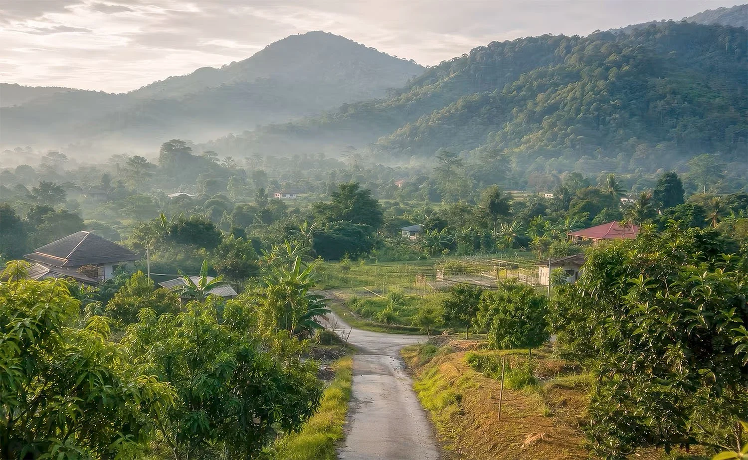 A rural scene of orchards and farms with forested hills in the background on the western side on Penang Island, Malaysia.