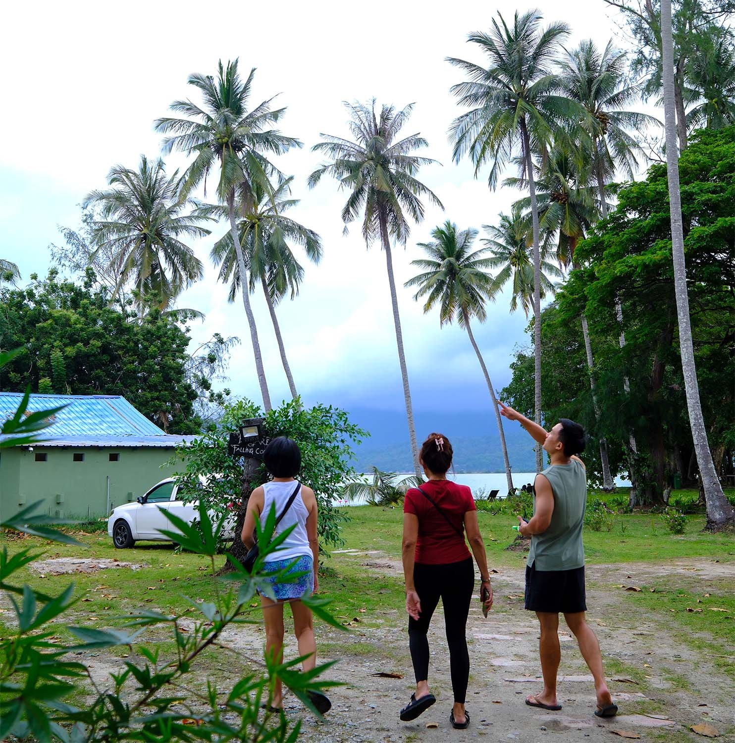 Three tourists walk along a trail towards a beach on the island of Langkawi in Malaysia surrounded by tall coconut palms.