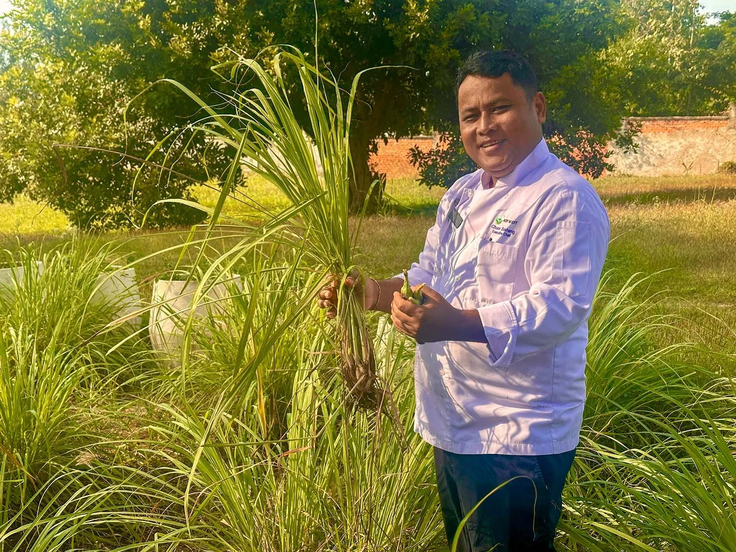 Man in chef's uniform smiling at camera and harvesting lemon grass in a tropical walled orchard.