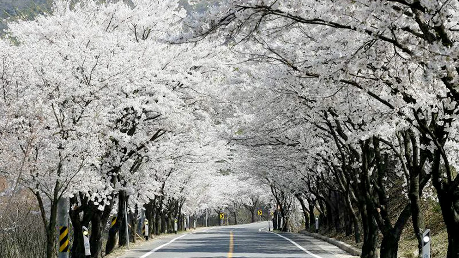 Cherry trees bearing white blossom form an archway over a road to Janggoksa Temple in Cheongyang county, South Korea, in spring.