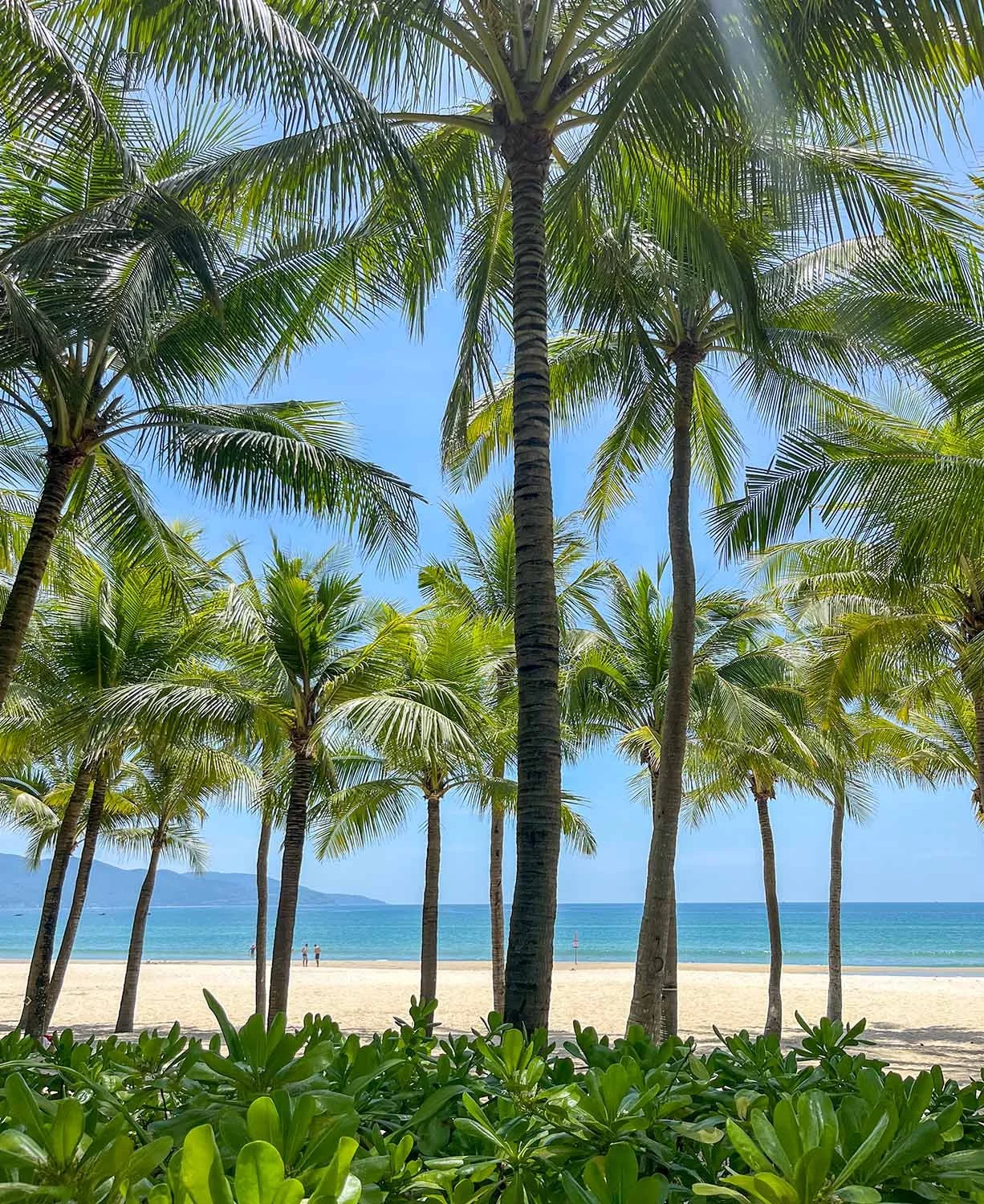 A view through tall coconut palms to white sandy beach and aquamarine ocean and blue sky at Danang, Vietnam.