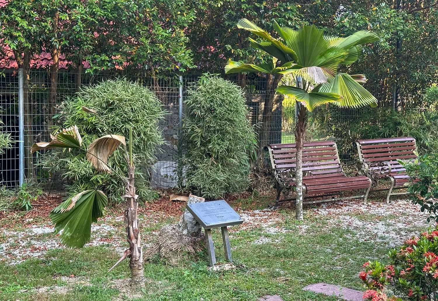 Dying Licuala palms at the botanic gardens on Penang Island, Malaysia.
