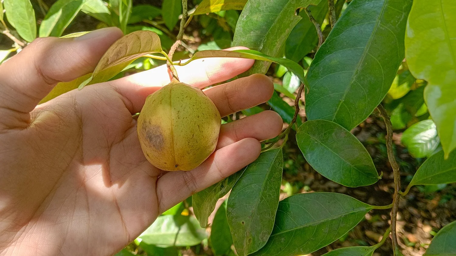 A hand cradles a ripe nutmeg fruit hanging on a tree.
