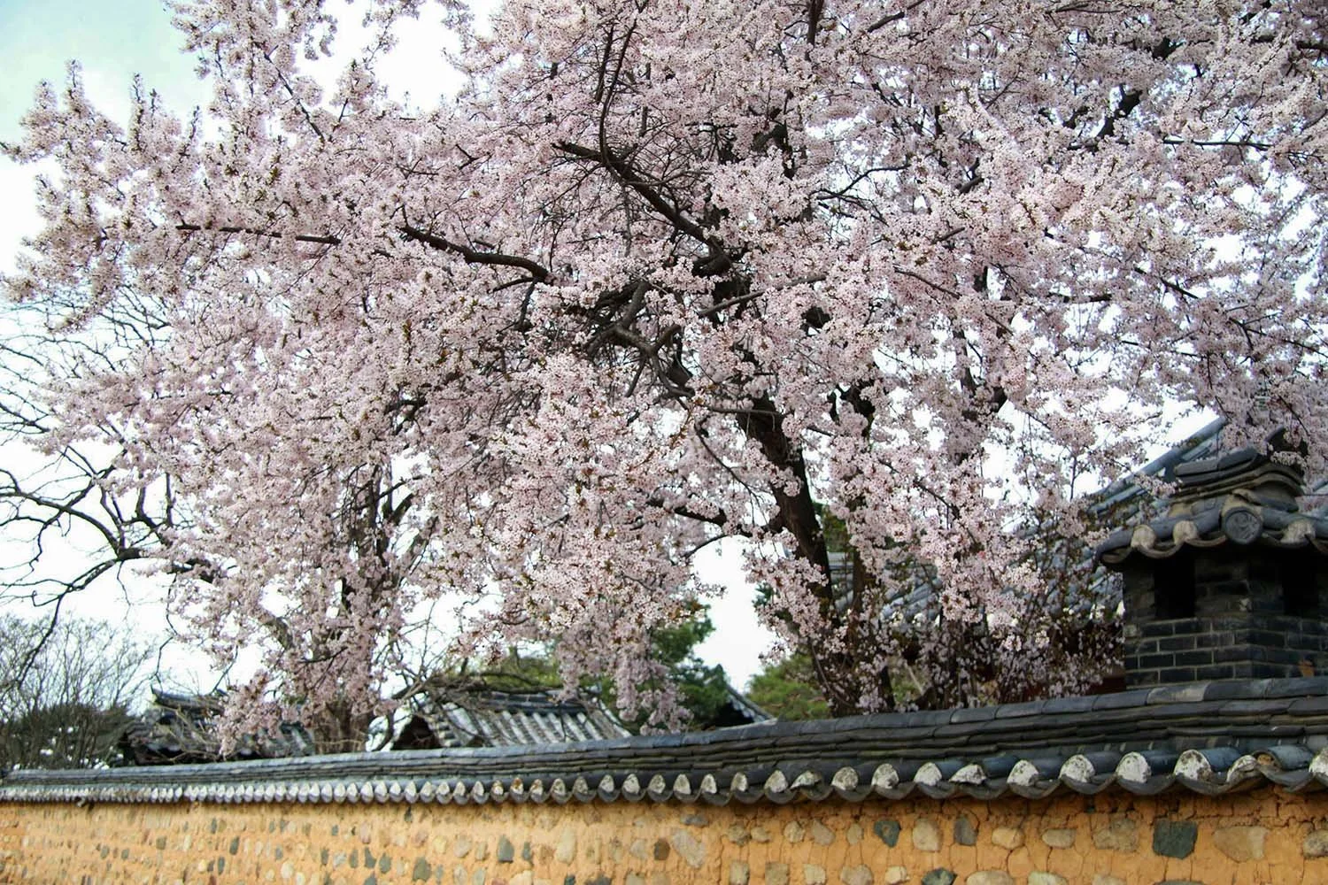 Cherry trees blooming over traditional Korean buildings.