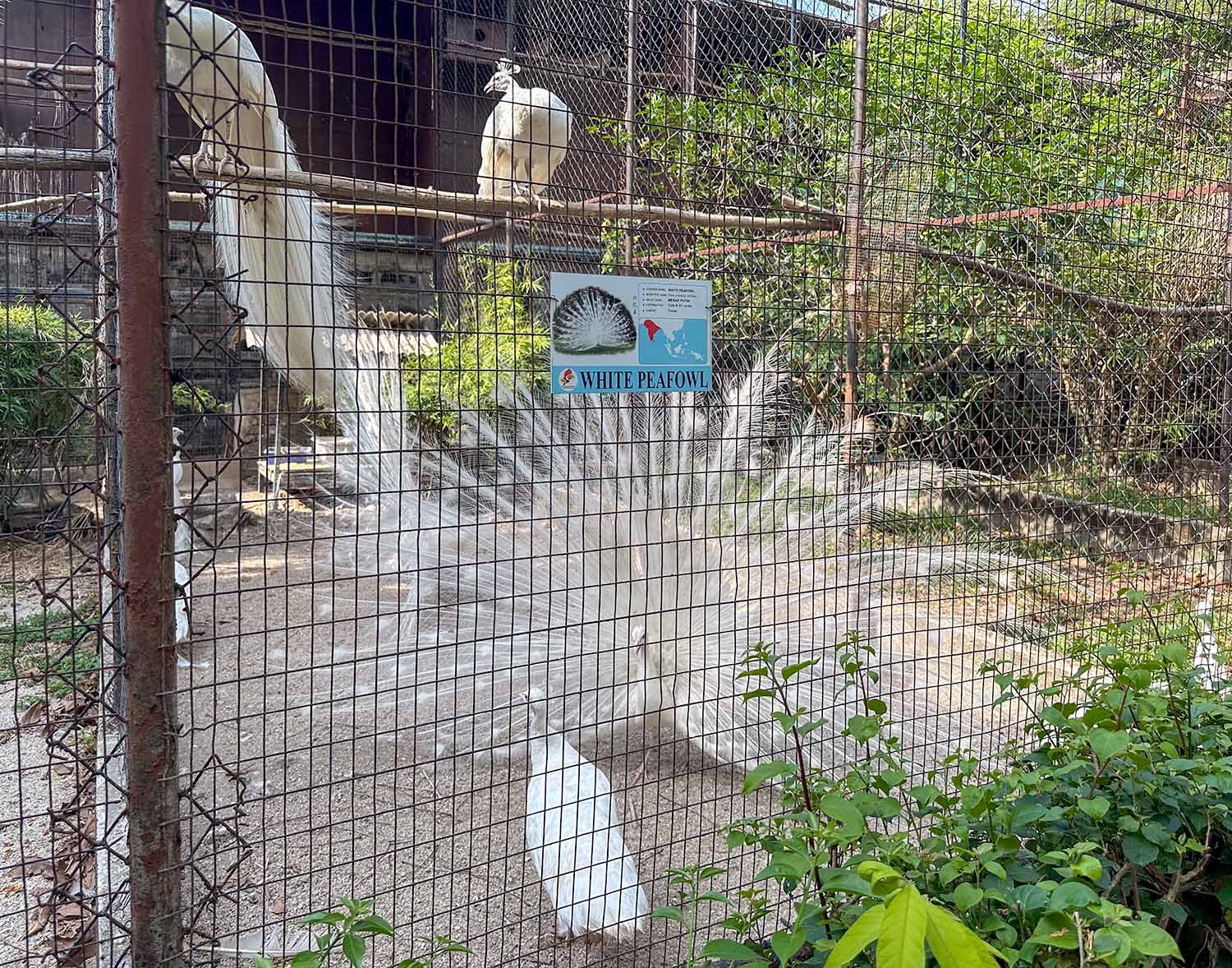 A white peacock displaying its feathers in a cage at the Penang Bird Park in Butterworth, Malaysia.