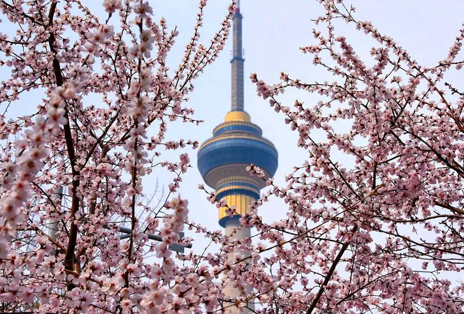 Beijing’s Central Radio & TV Tower framed by cherry blossoms.