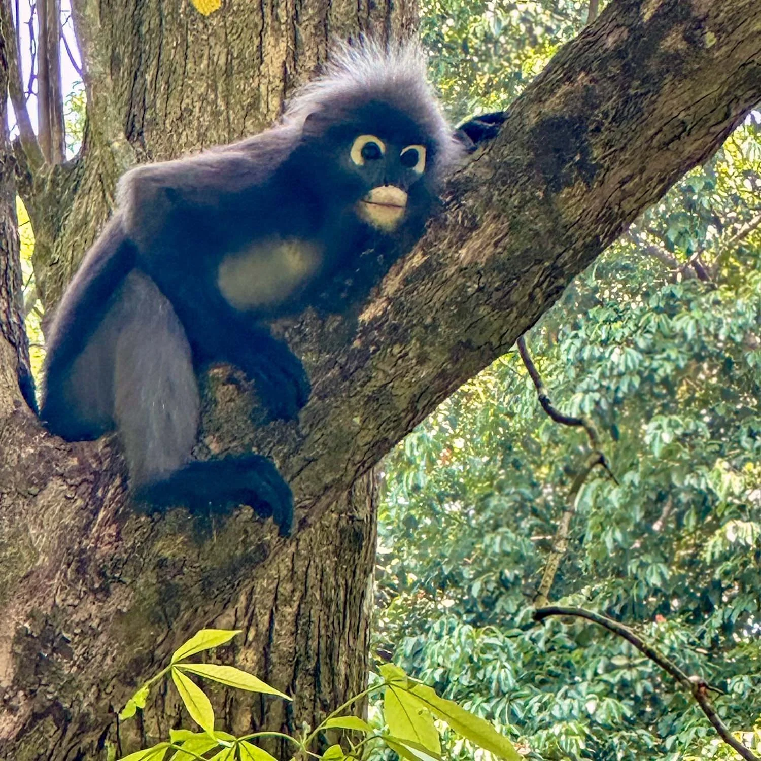 A spectacled langur sitting in a tree in the Tropical Spice Garden on Penang Island, Malaysia.