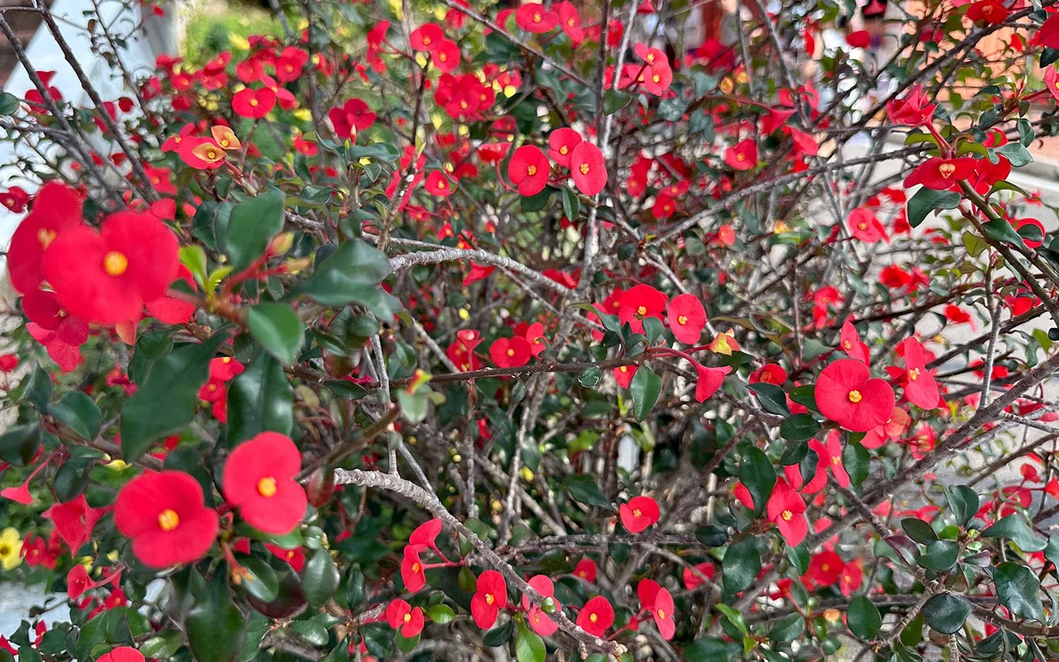 Close-up of red flowers with yellow centre on a Crown of Thorns bush.