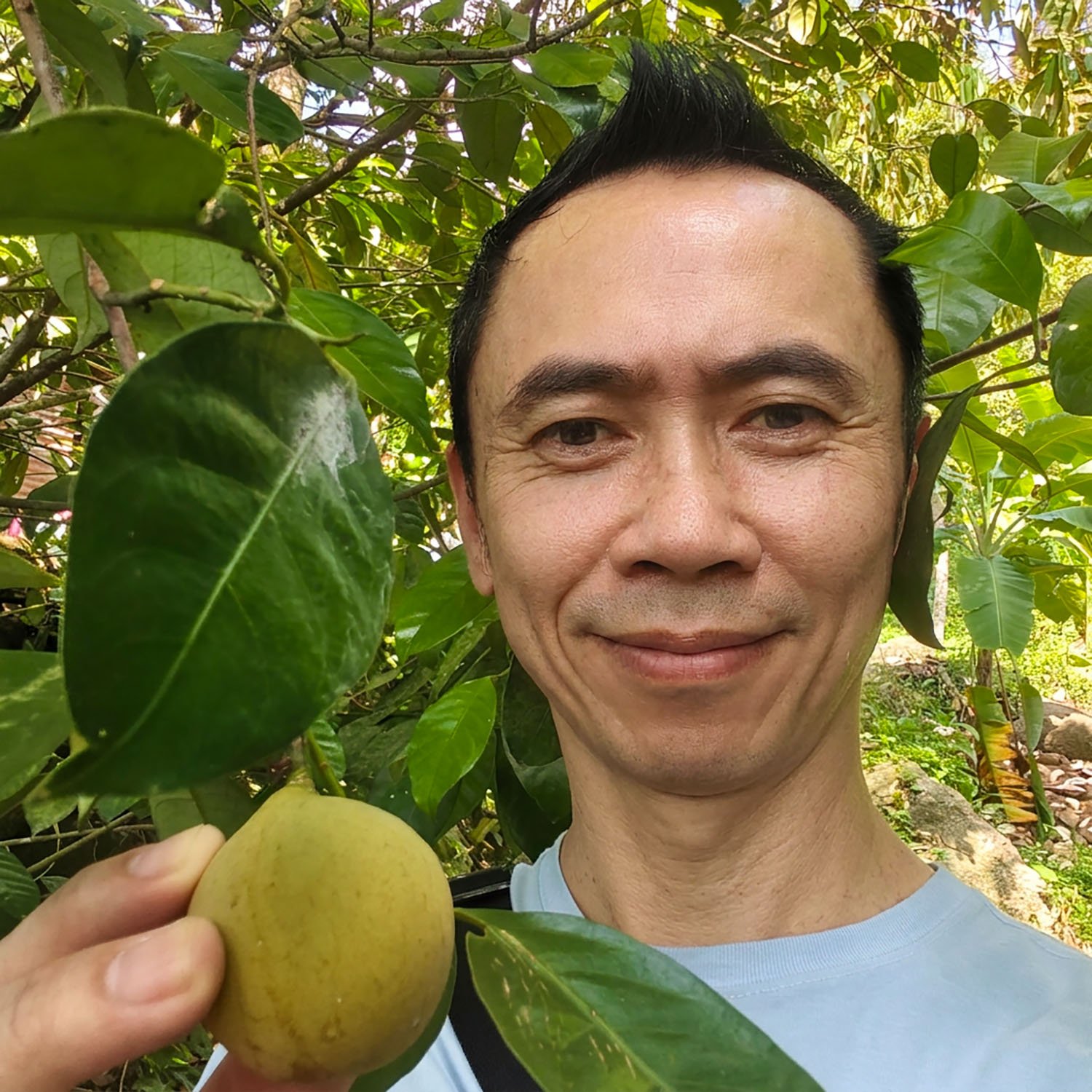 A smiling Malaysian man shows a ripening nutmeg fruit on a tree in a nutmeg orchard.