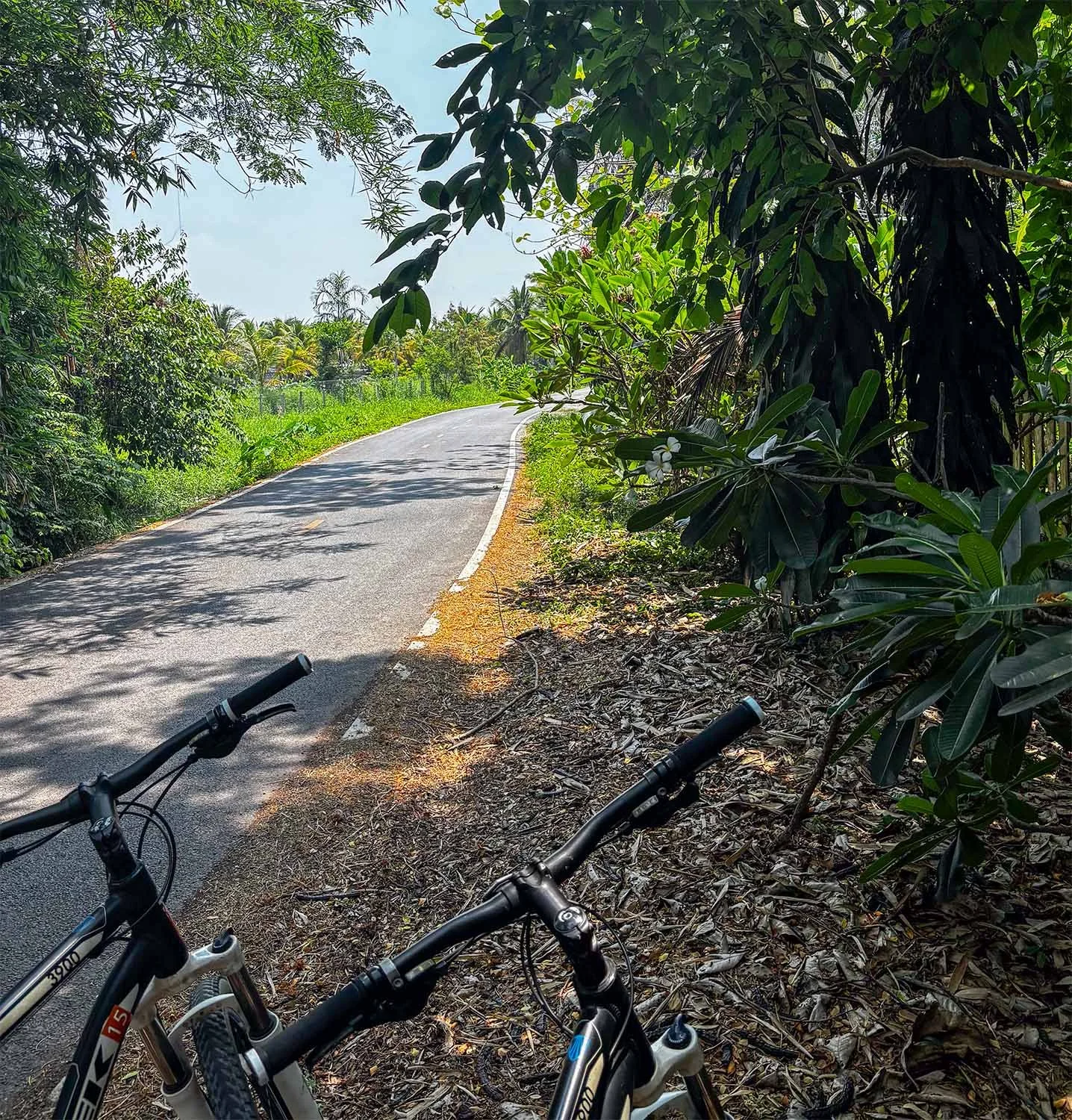 Two bicycles parked under the shade of large trees alongside a narrow road near Chiang Mai in Thailand.