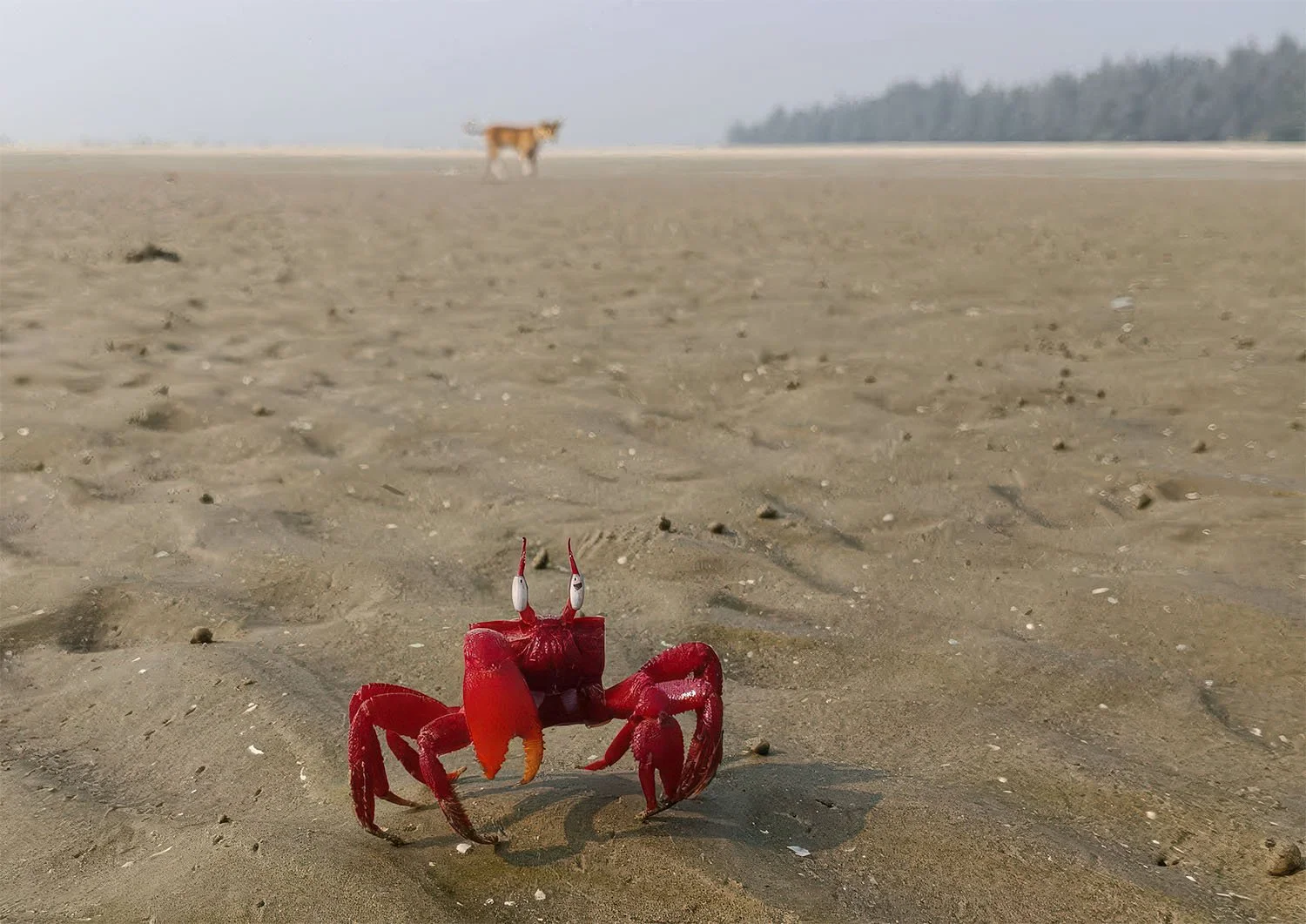 A bright red crab stands on the wet, rippled sand of Chandipur Beach, India, with a dog blurred in the distant background.
