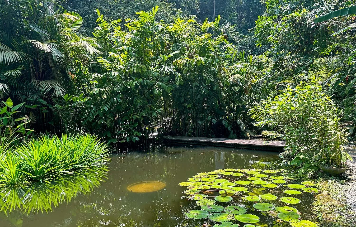 Wide view of a lily pond in the Tropical Spice Garden on Penang Island, Malaysia.