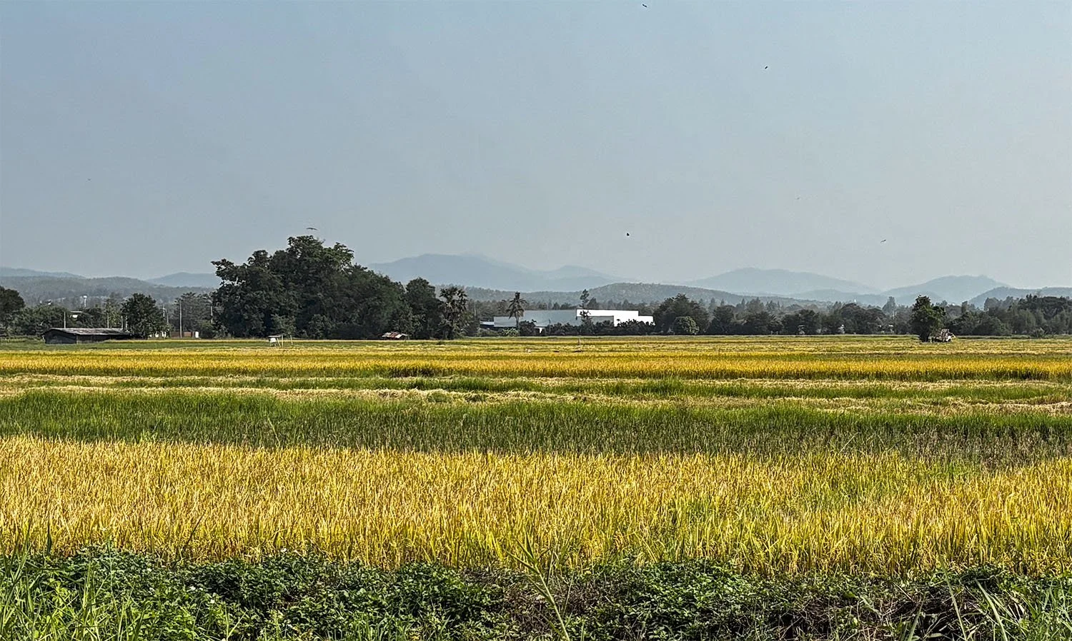 Flat countryside near Chiang Mai, Thailand, with distant hills on a hazy horizon.