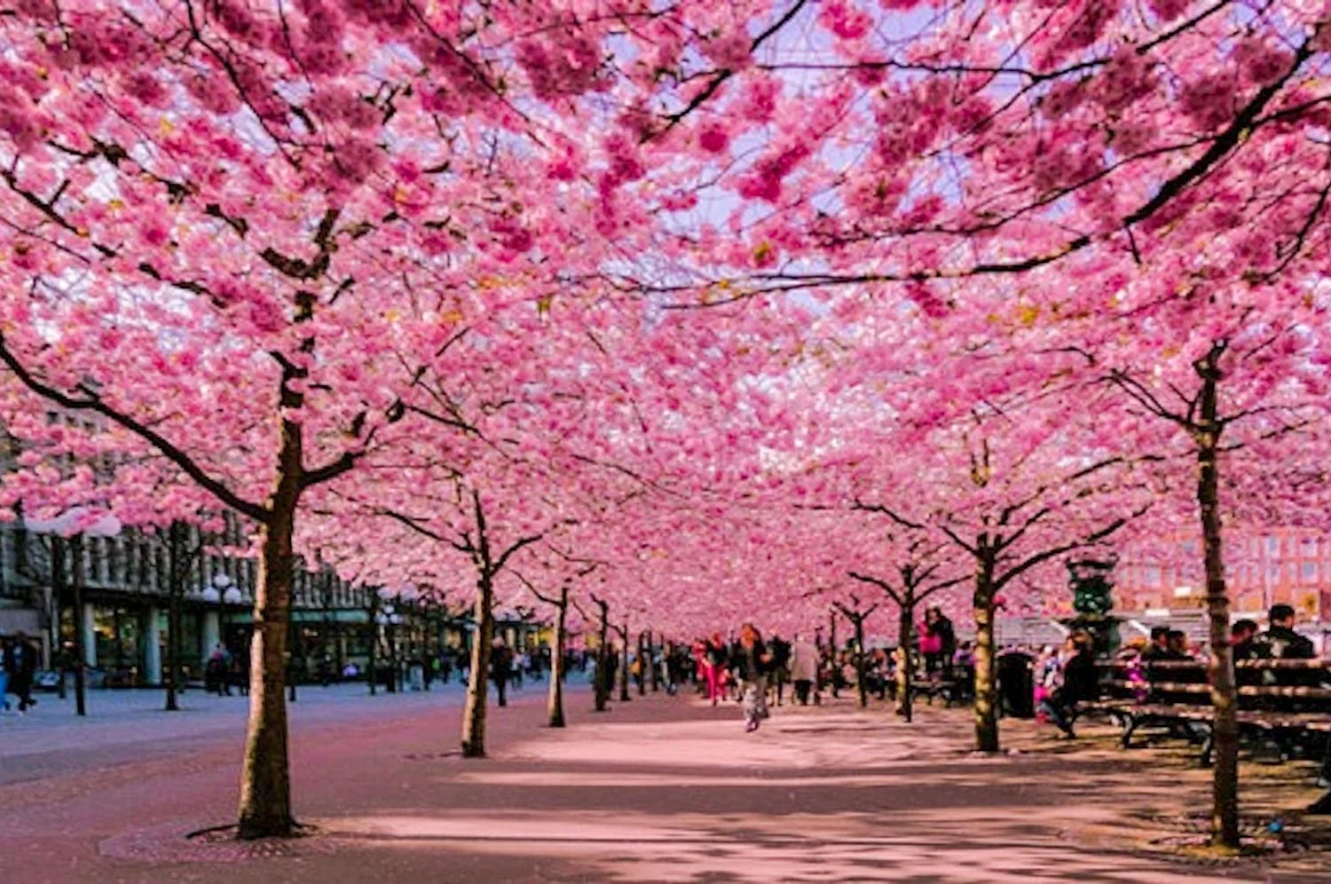 Cherry blossoms shading a street in Vietnam.