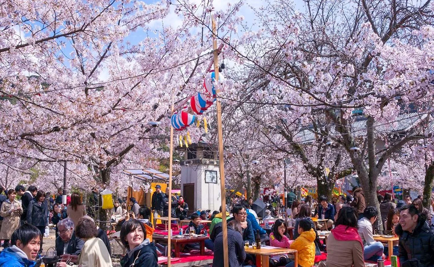 People sitting at picnic tables under trees covered in pale pink cherry blossom in Maruyama Park , Kyoto, Japan.