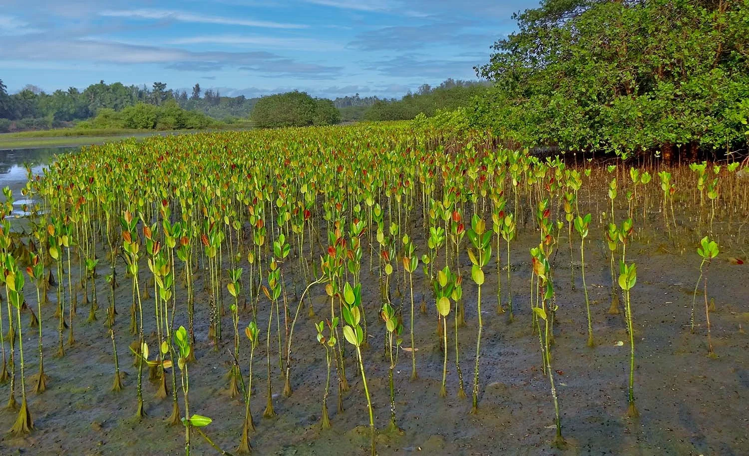 Mangrove seedlings growing in a muddy river estuary at low tide..