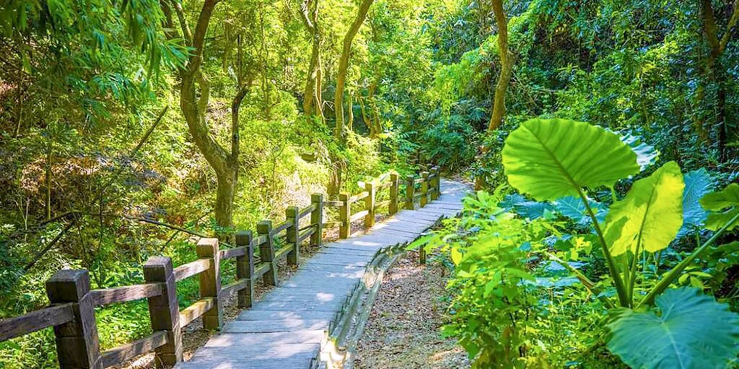 A wooden boardwalk winding through a sub-tropical rainforest at the Dakeng Hiking Trails near Taichung, Taiwan.