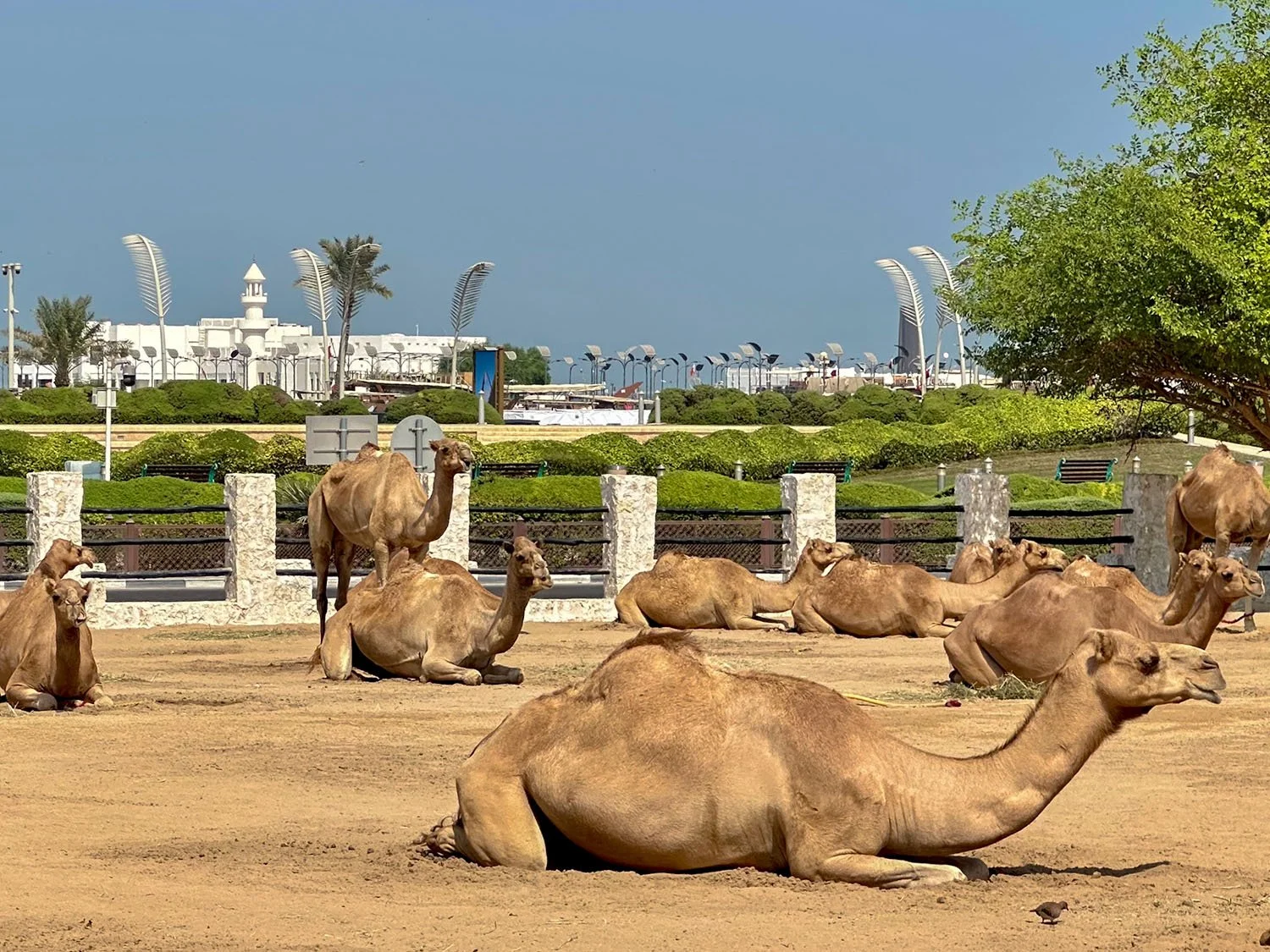 Camels of the Qatari Royal Guard resting near Souk Waqif in Doha, Qatar.