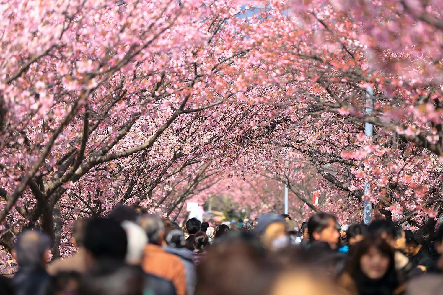 Crowds of people walk along a park pathway in Japan that is lined with trees bearing pink cherry blossom.