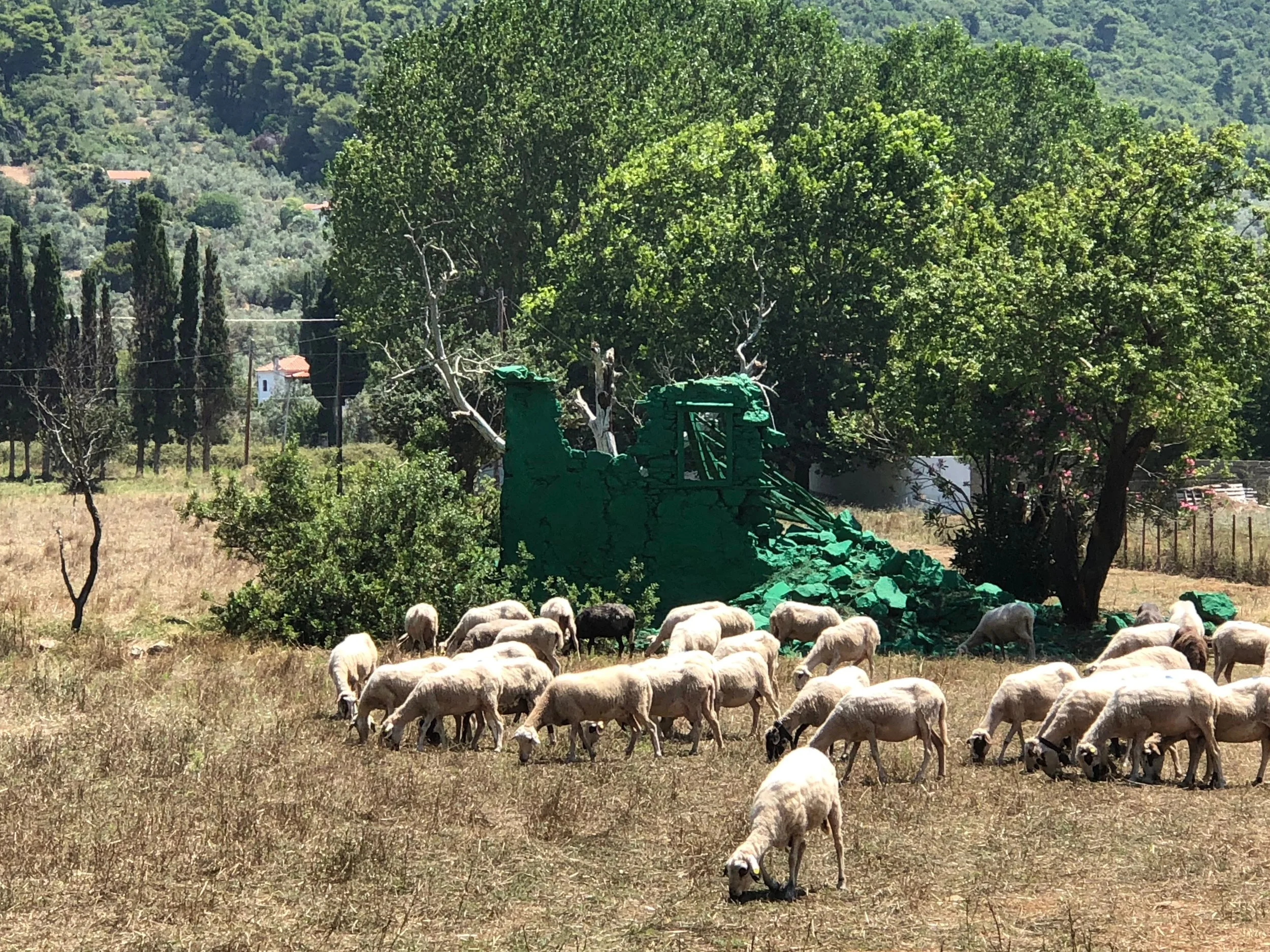 sheep kalivi.jpg