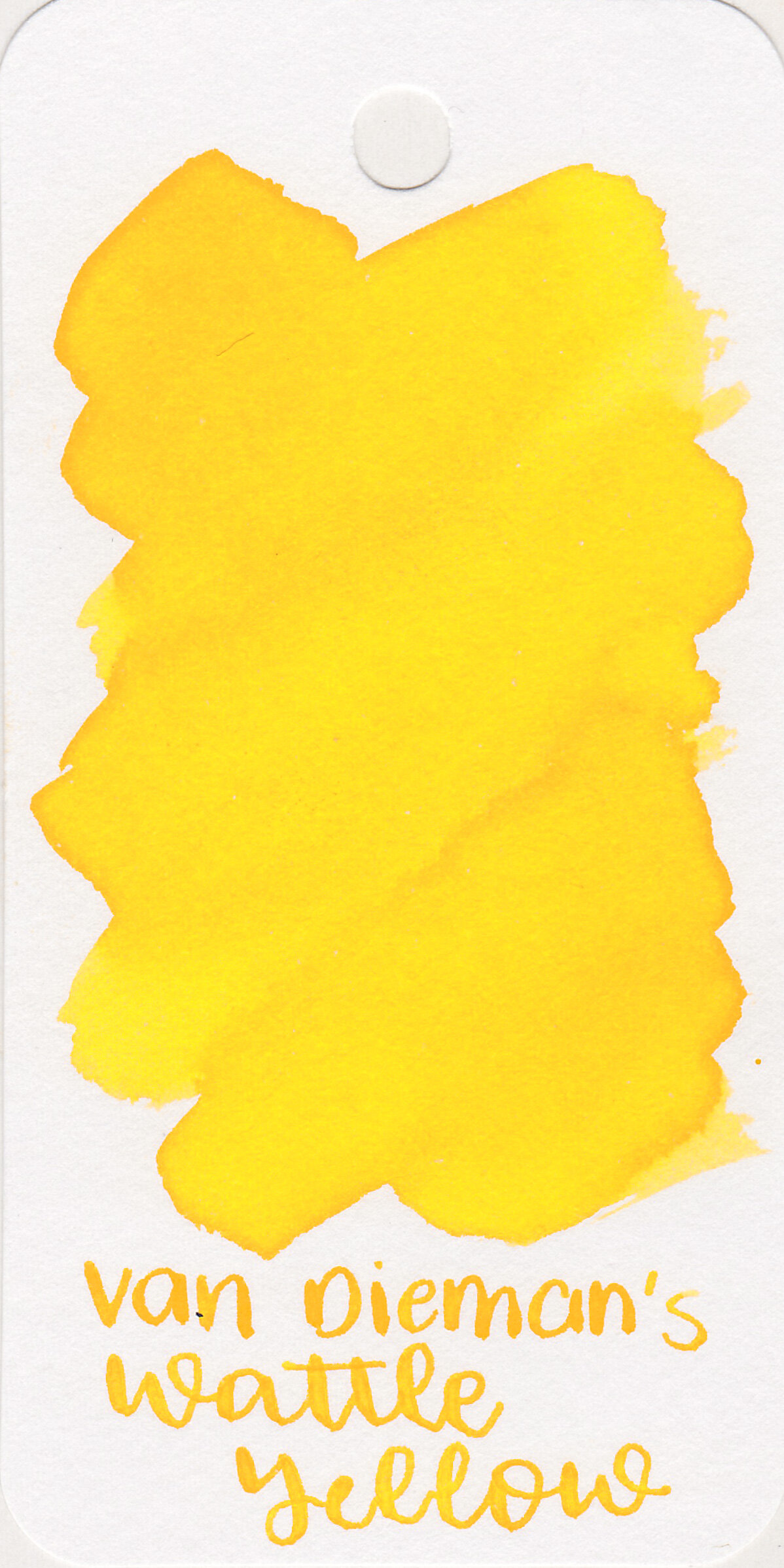 vd-wattle-yellow-1.jpg