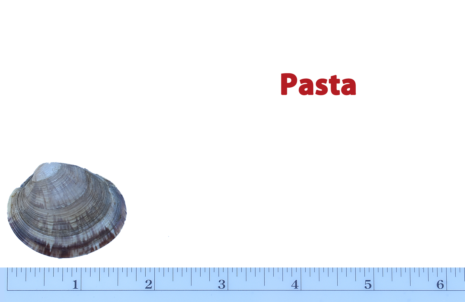 Tender and delicate meat. Steam whole to use in pasta or rice dishes. Not legal for sale in some states.