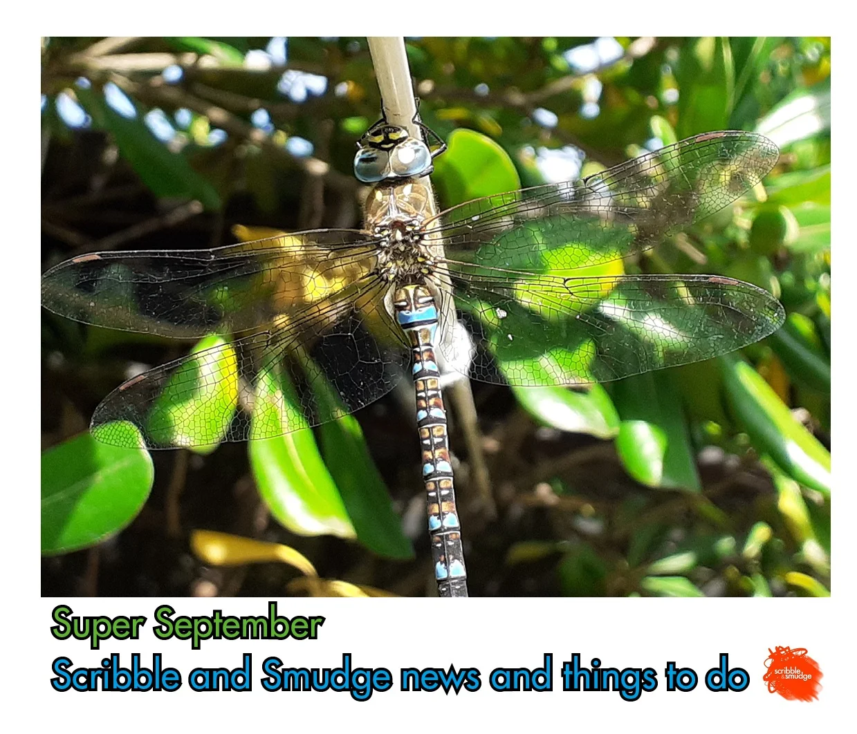 Find in the newsletter all our workshops this month and things to do.