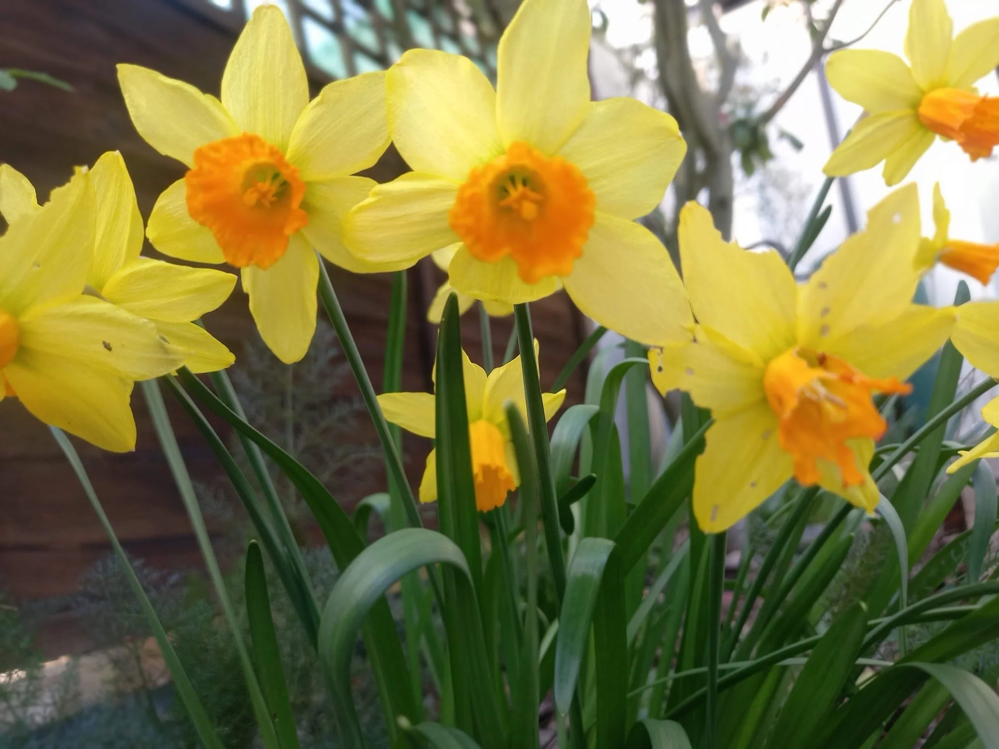 Spring news Happy Birthday to Scribble and Smudge