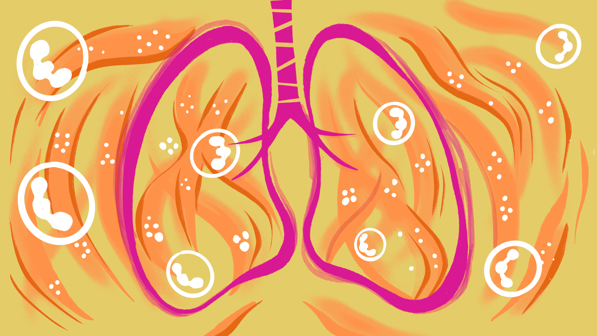 lungs-breathing-sCD13-protein-veins.gif