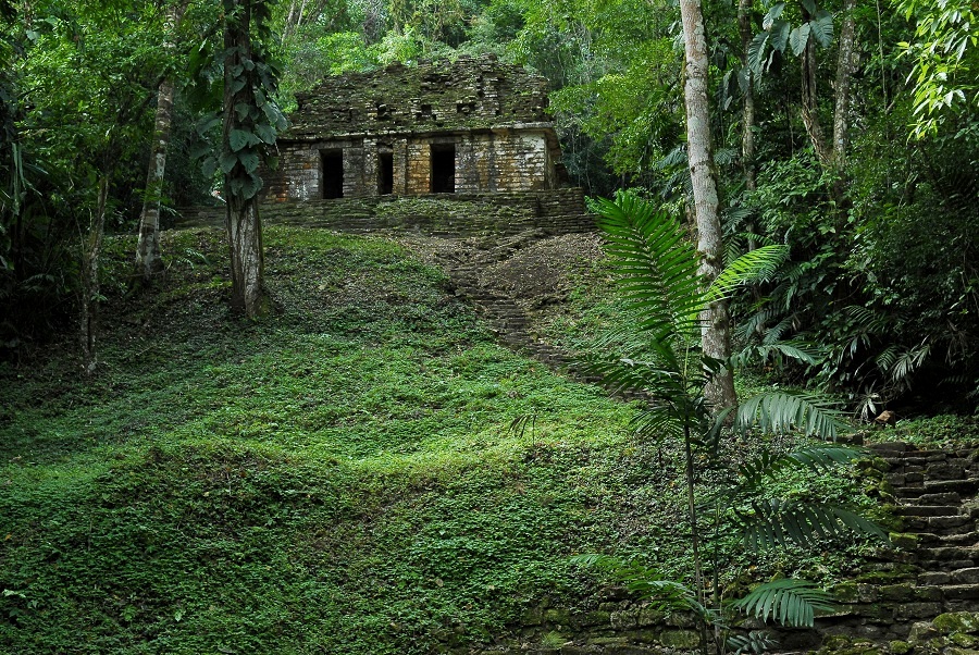 The jungle surrounding the Yaxchilan Ruins in southern Mexico are dense and full of biodiversity.
