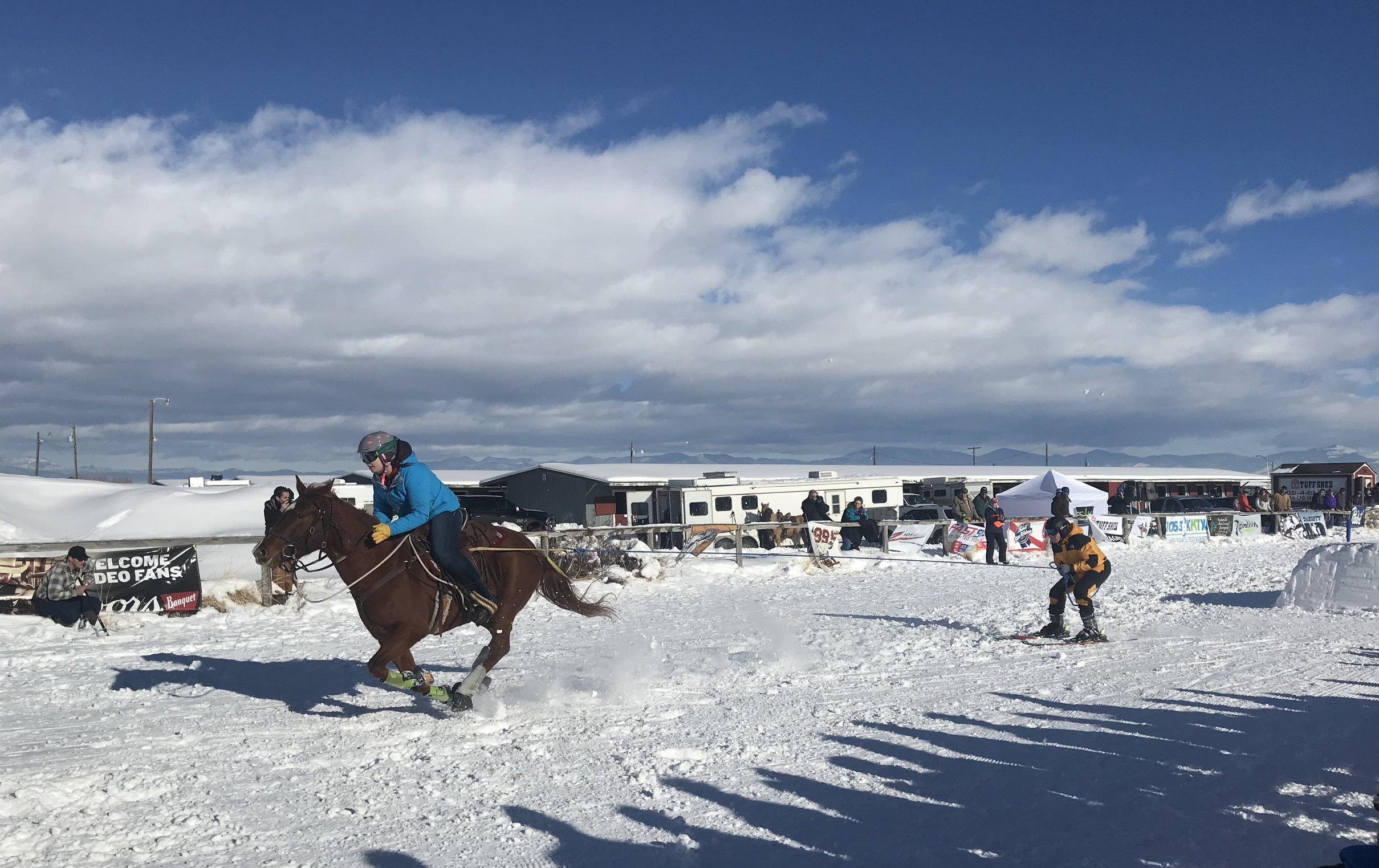 Skijoring in Montana