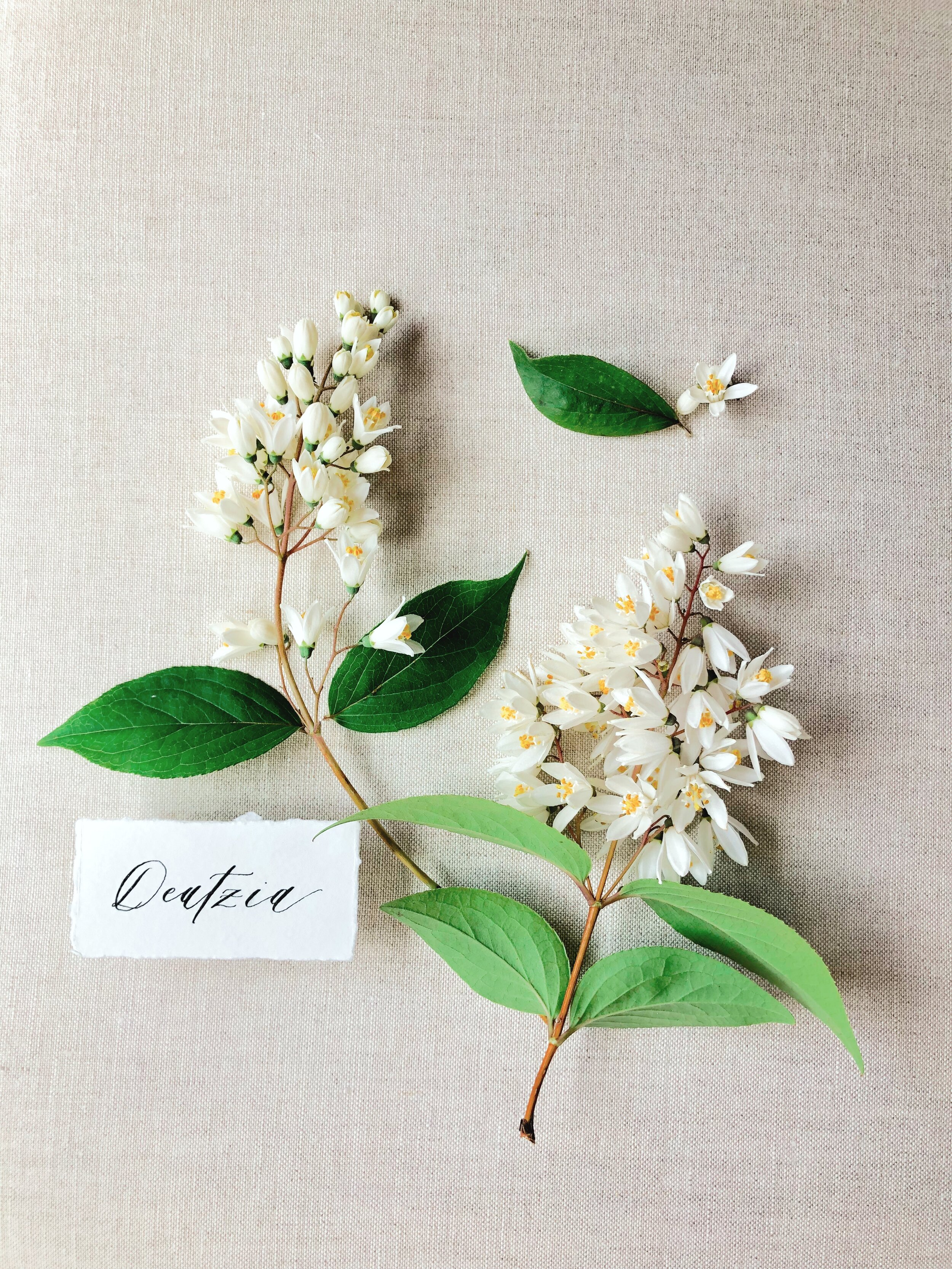 deutzia.jpeg