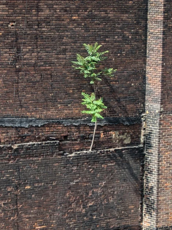 NYC nature