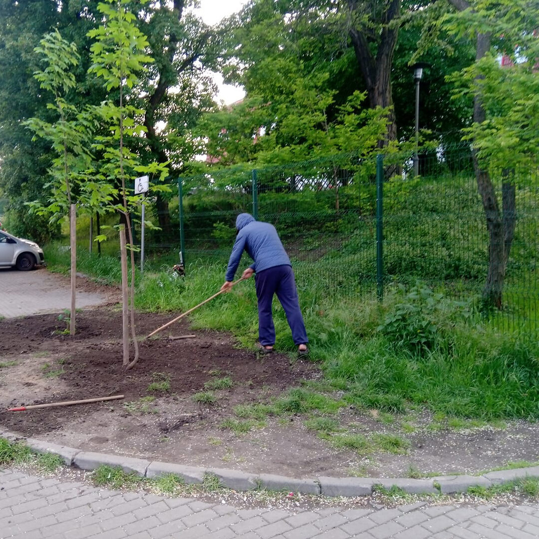 Guerrilla gardening in action: two sycamore maples are planted in a car park.

📸 by Witold Szwedkowski, via Wikimedia Commons