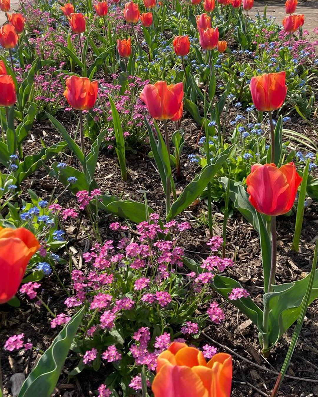 With spring in full swing, the tulip bulbs that were planted in the fall are starting to bloom, revealing the colorful results of our autumn planting🌷 #TulipSeason #GuerrillaGardening

📸 by @a_true_gardener