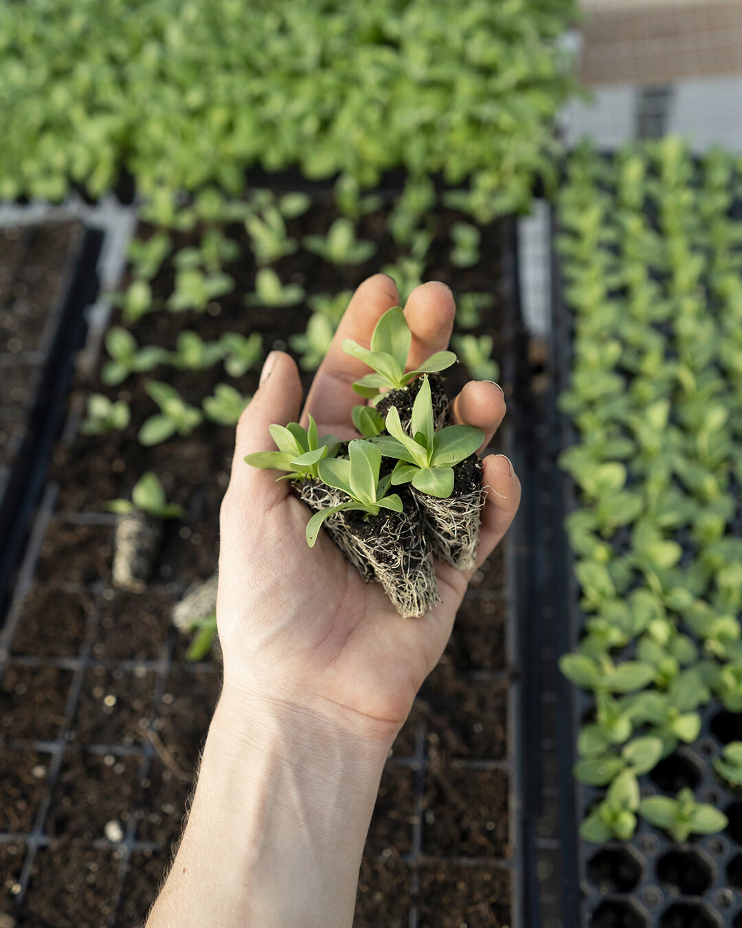 Planting new beginnings, one seedling at a time. 

Happy #EarthDay! Let's celebrate by gardening for a greener future. 🌍 

📸 by Zoe Schaeffer on Unsplash