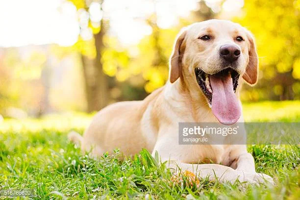 Photo by sanjagrujic/iStock / Getty Images