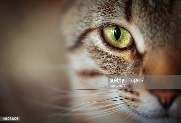 Photo by darkbird77/iStock / Getty Images