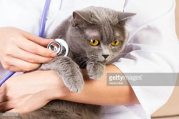 Photo by dadoodas/iStock / Getty Images
