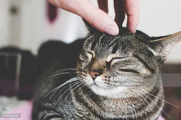 Photo by KandM-photography/iStock / Getty Images