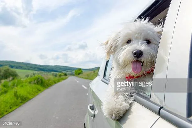 Photo by kosziv/iStock / Getty Images