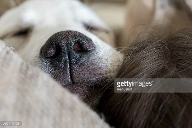 Photo by manushot/iStock / Getty Images