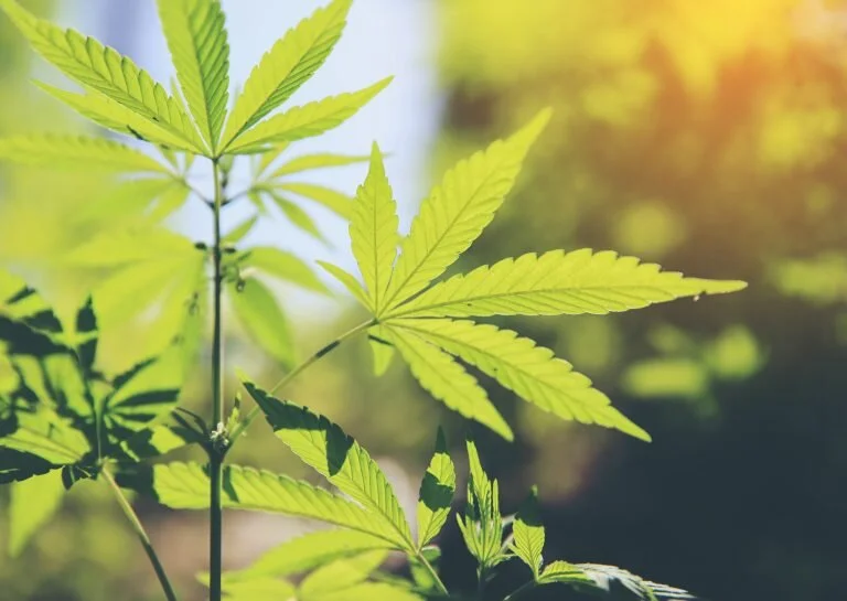 Alternative Treatment Centers — DR. LILLIAN ALT