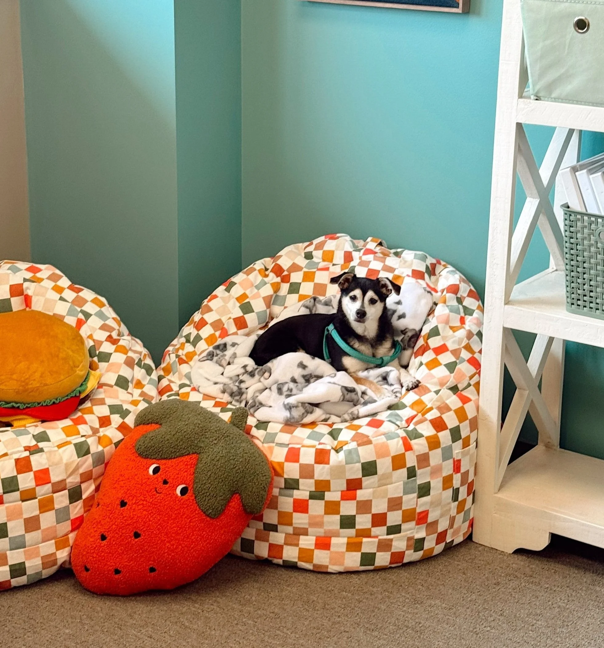 A small black and white dog lying on a cozy, checkerboard-patterned pet bed, surrounded by plush strawberry and hamburger toys, inside a room with turquoise walls and white furniture.