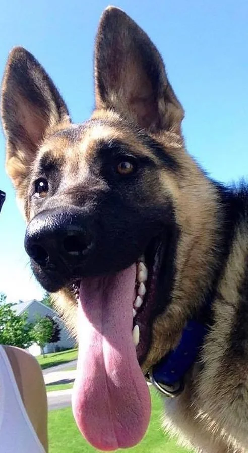 Check out that tongue...