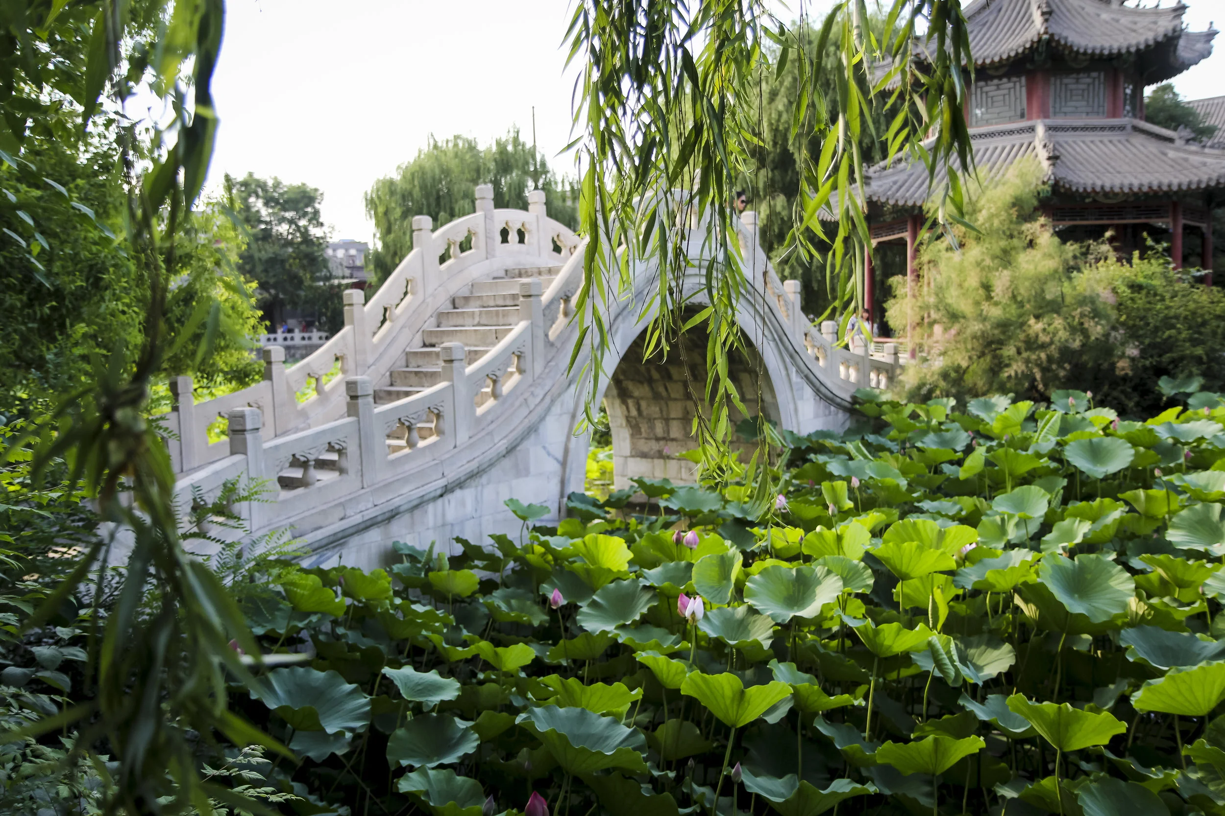 Lotus Pond - Baoding City -Hebei Province - People's Republic of China