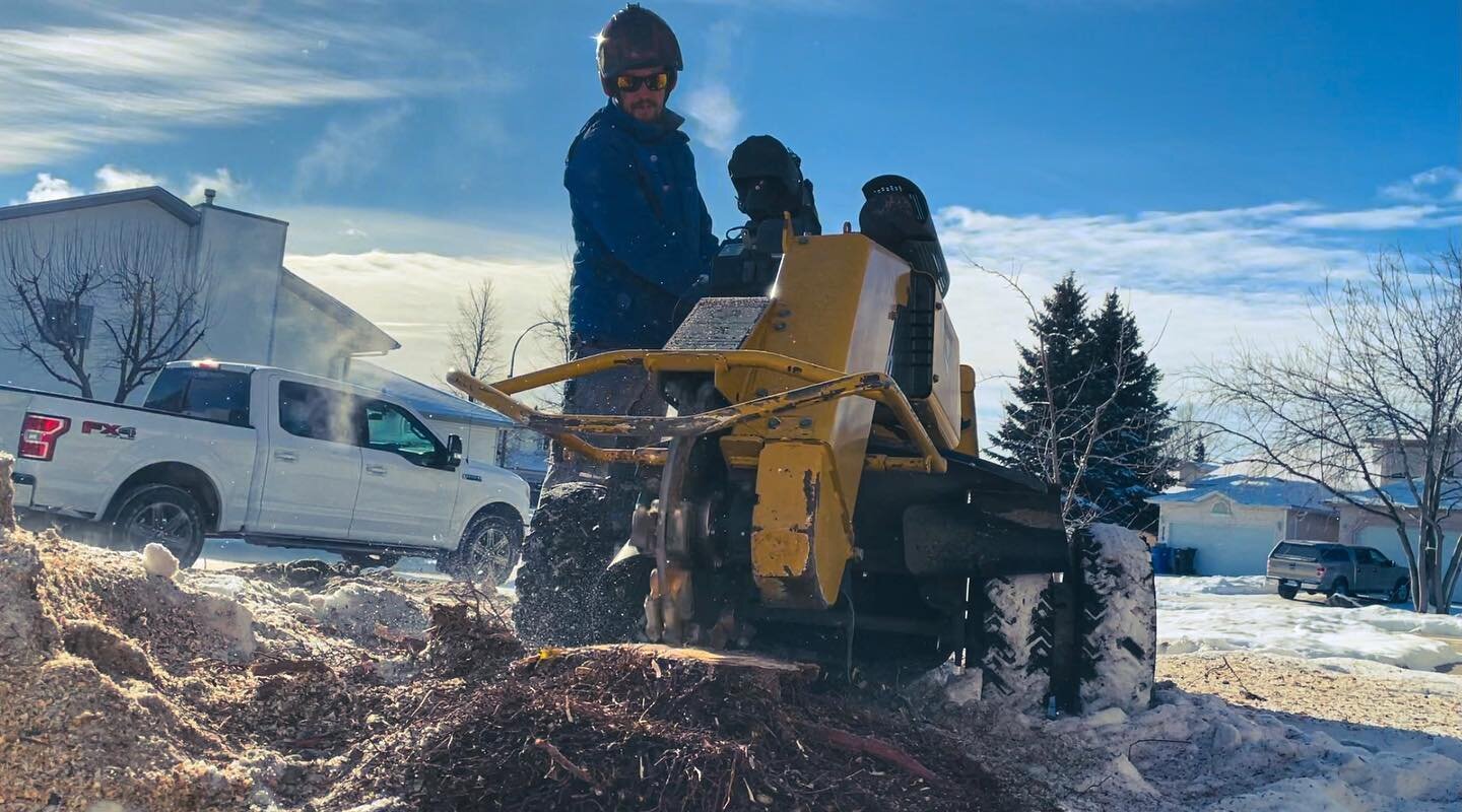 Did you know that we grind stumps too?

#arboriculture #lethbridge #lethbridgelocal #lethbridgesmallbusiness #lethbridgetreecare #albertabiz #arboristsofinstagram #arborist #arblife #industrialathlete #dirtyhandscleanmoney #bluecollar #treeclimber #c